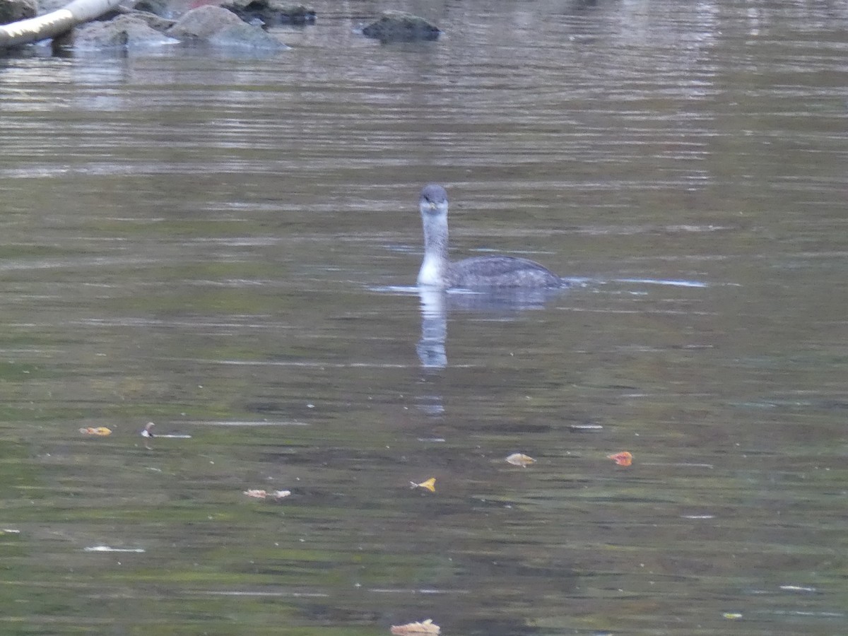 Grèbe jougris - ML644280804