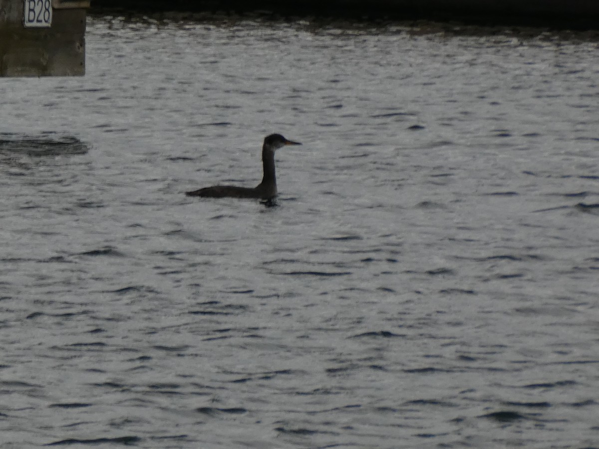 Grèbe jougris - ML644280805