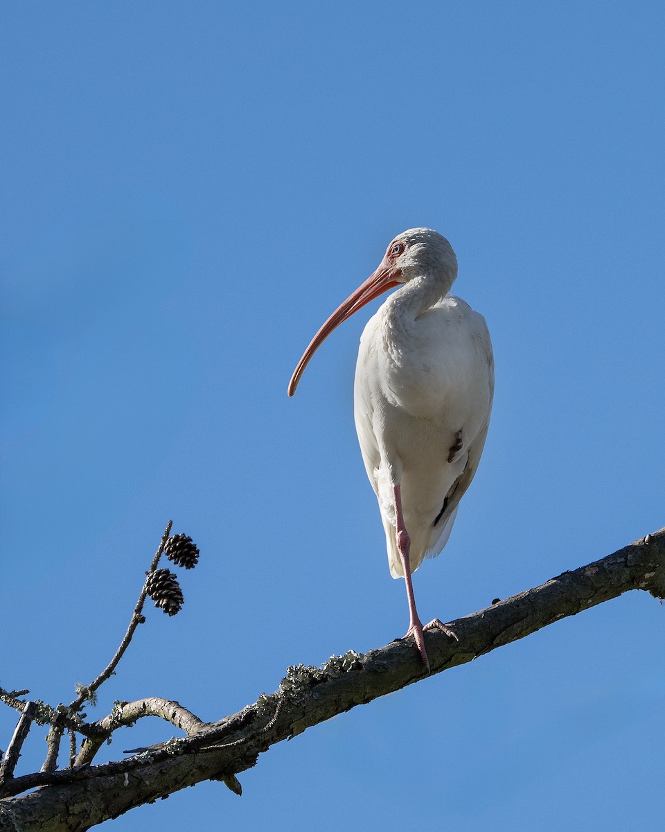 Ibis blanc - ML644280808