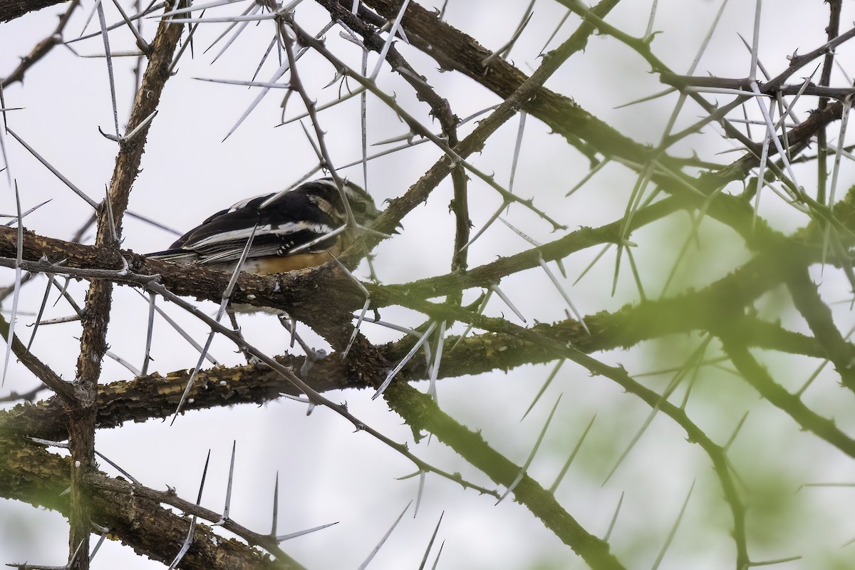 Brubru - ML644280817