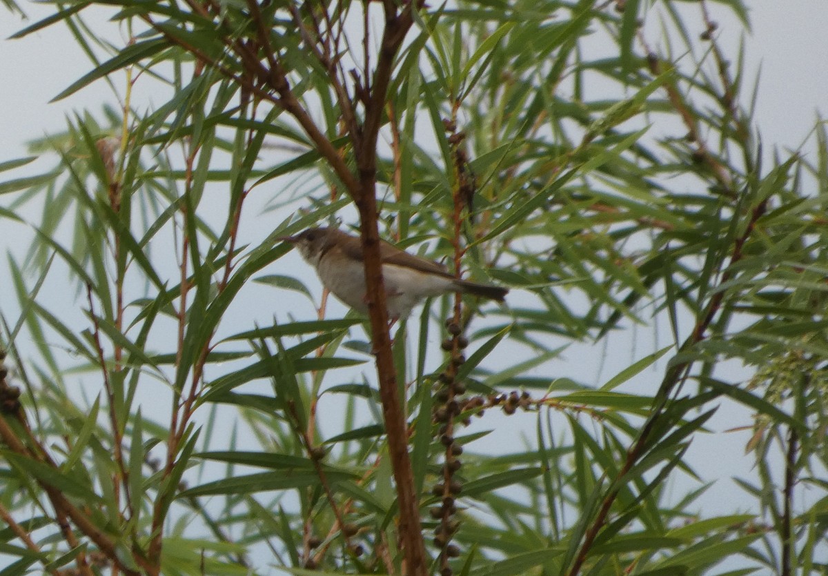 Brown-backed Honeyeater - ML644280836