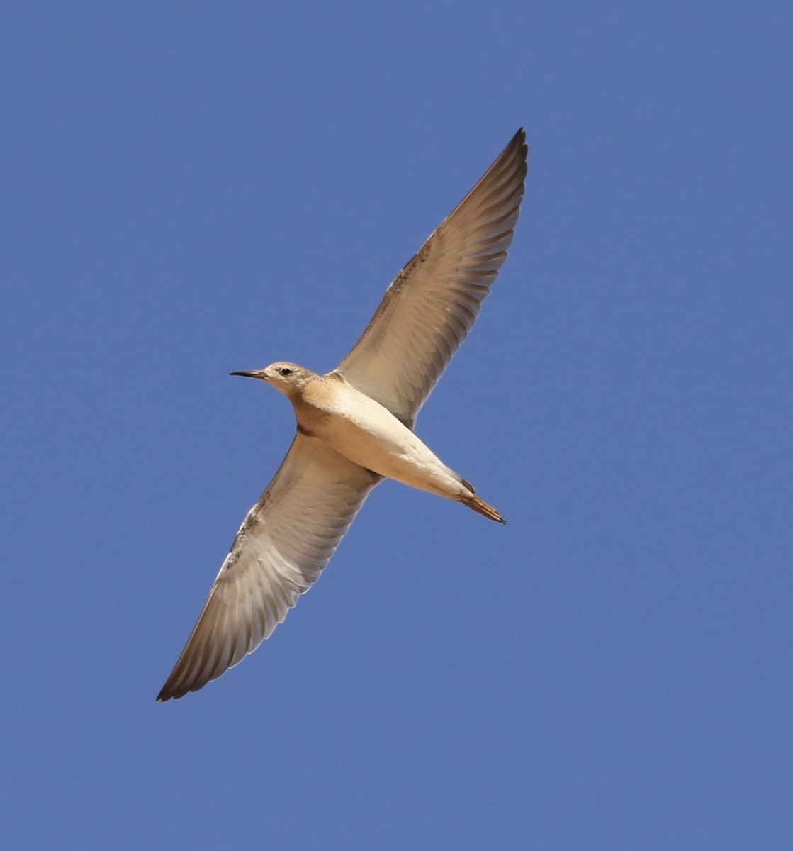 Borrokalaria - ML644280837