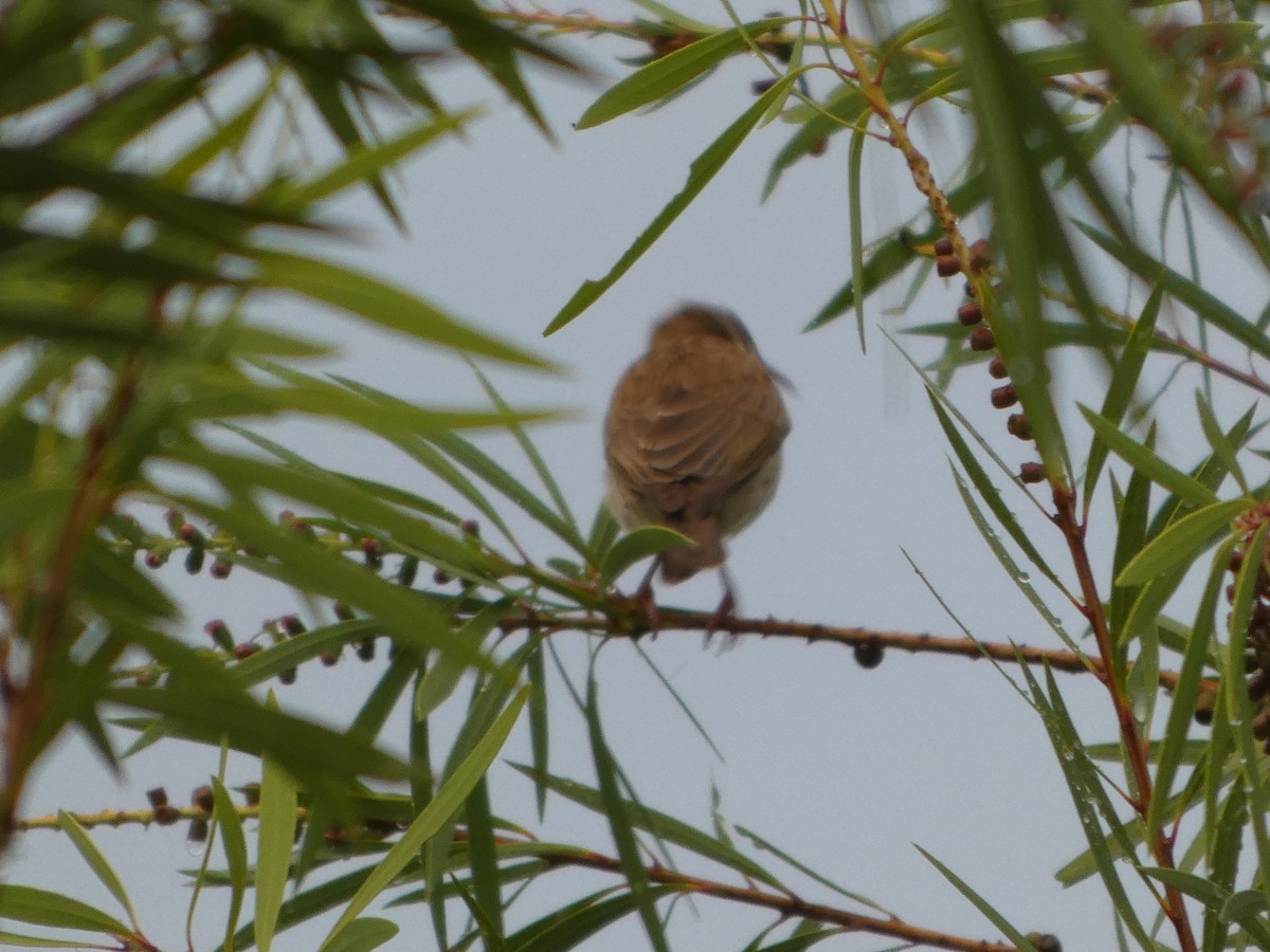 Brown-backed Honeyeater - ML644280838