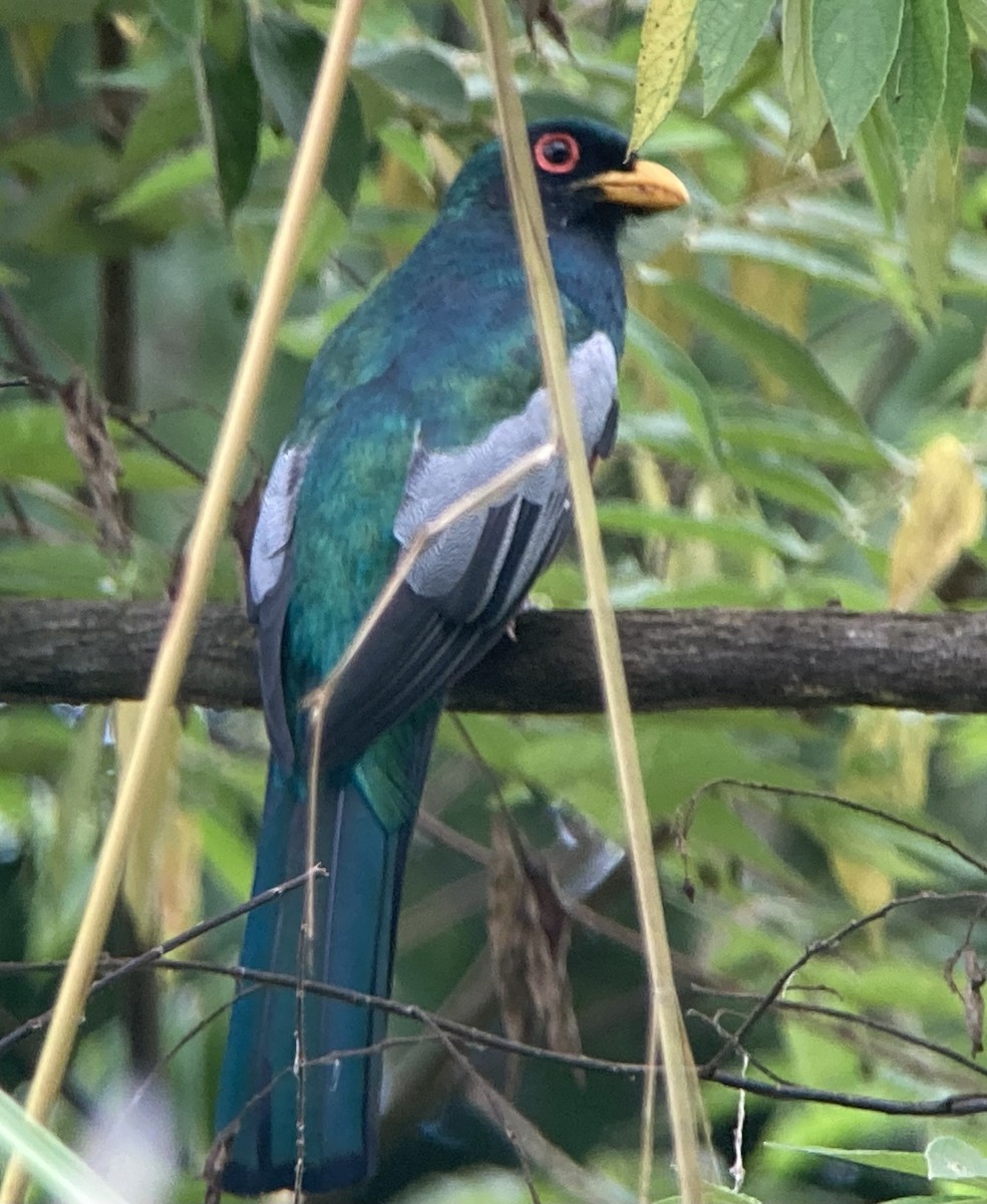 Black-tailed Trogon - ML644280839