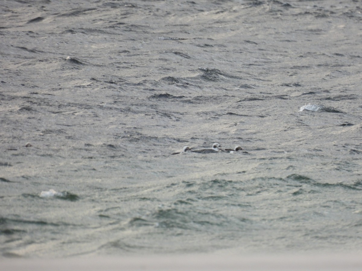 Izotz-ahatea - ML644280840