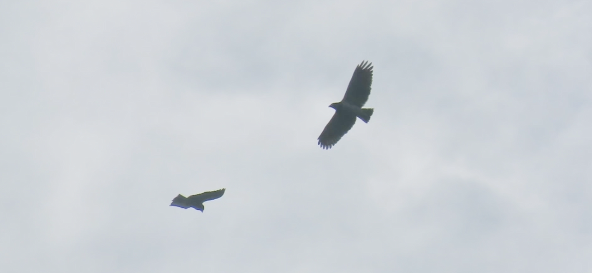 Barred Hawk - ML644280841