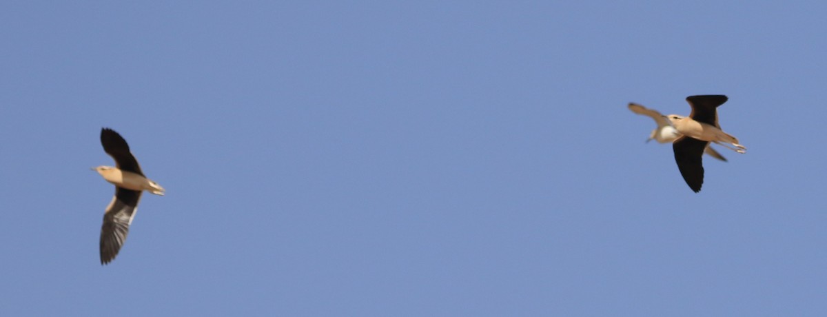 Hankarina - ML644280842