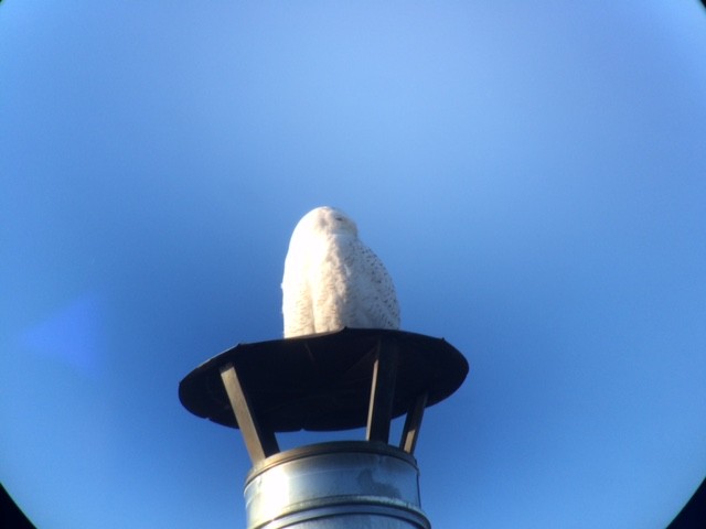 Elur-hontza - ML644280843