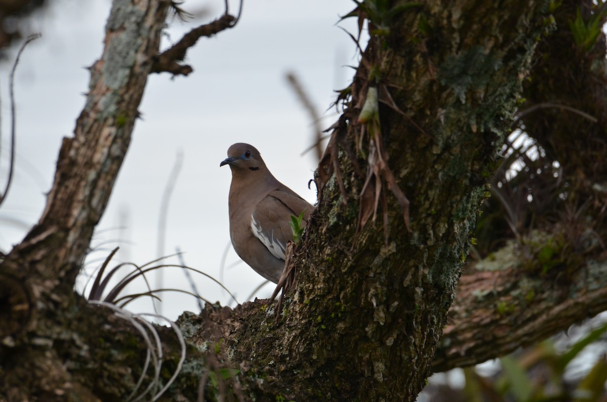 White-winged Dove - ML644280846