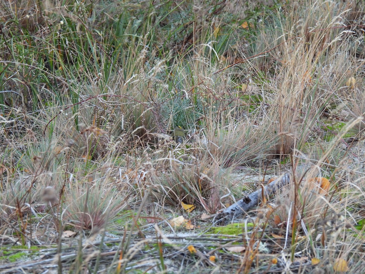 Mendi-erregetxoa - ML644280847