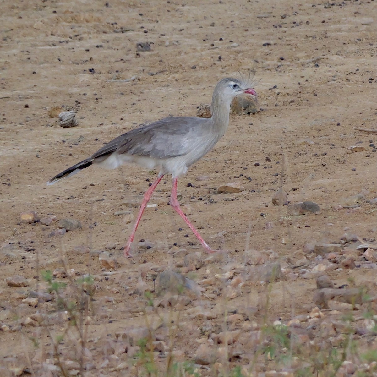 Red-legged Seriema - ML644280848