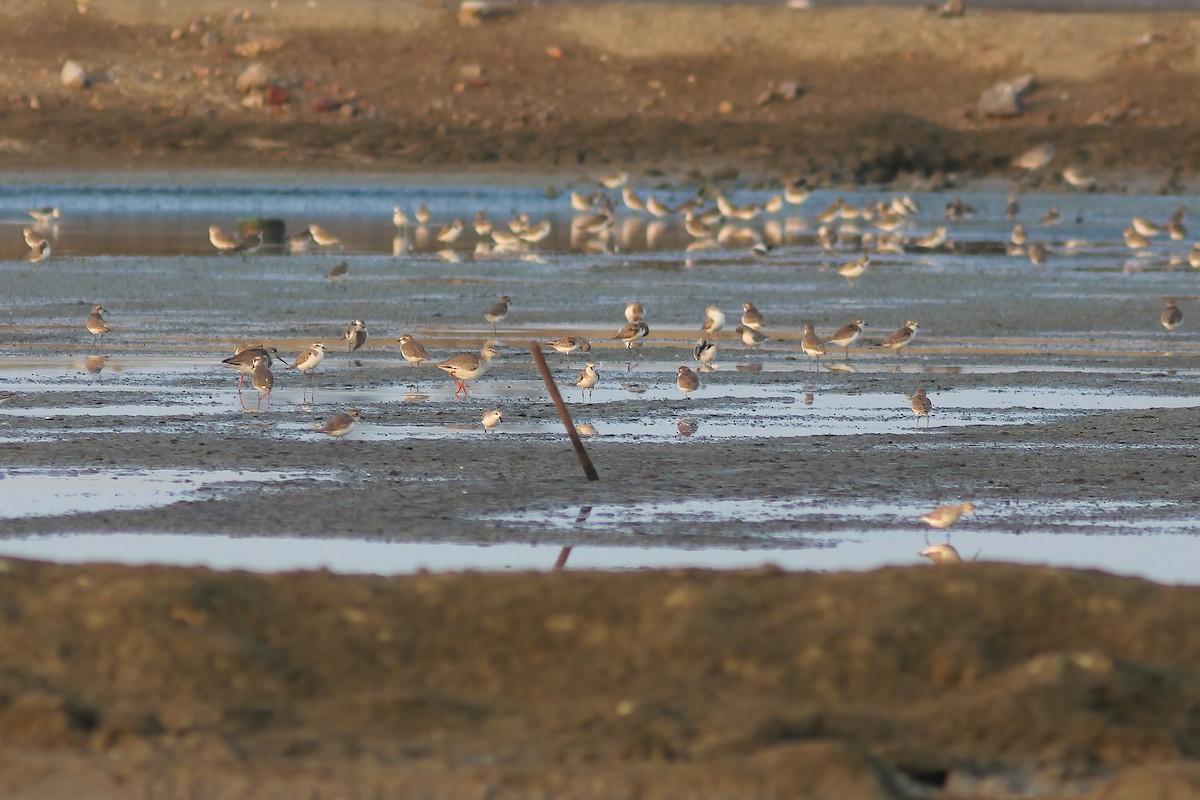 Txirri mokozabala - ML644280850