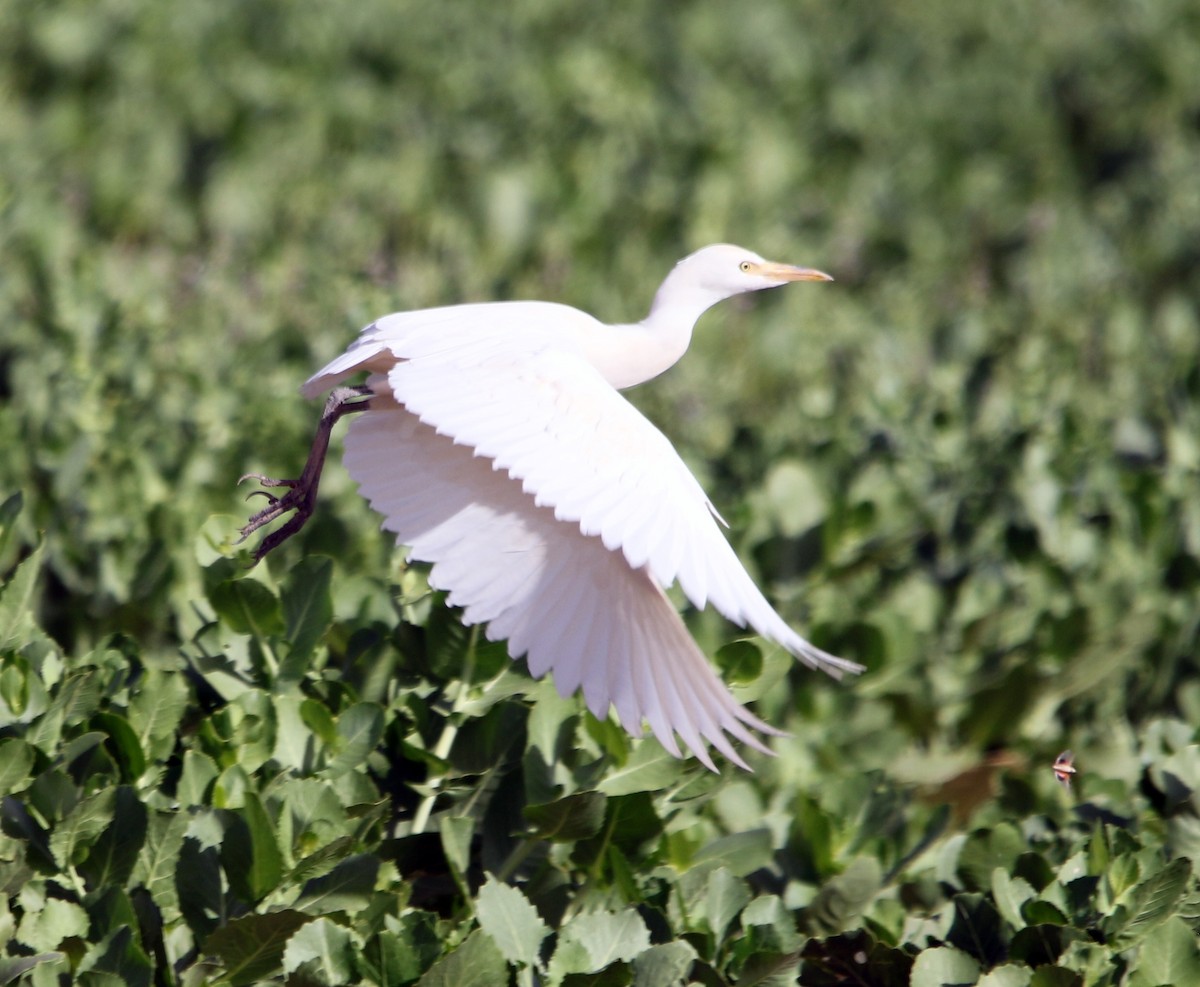 Koartzatxo itzaina - ML644280851