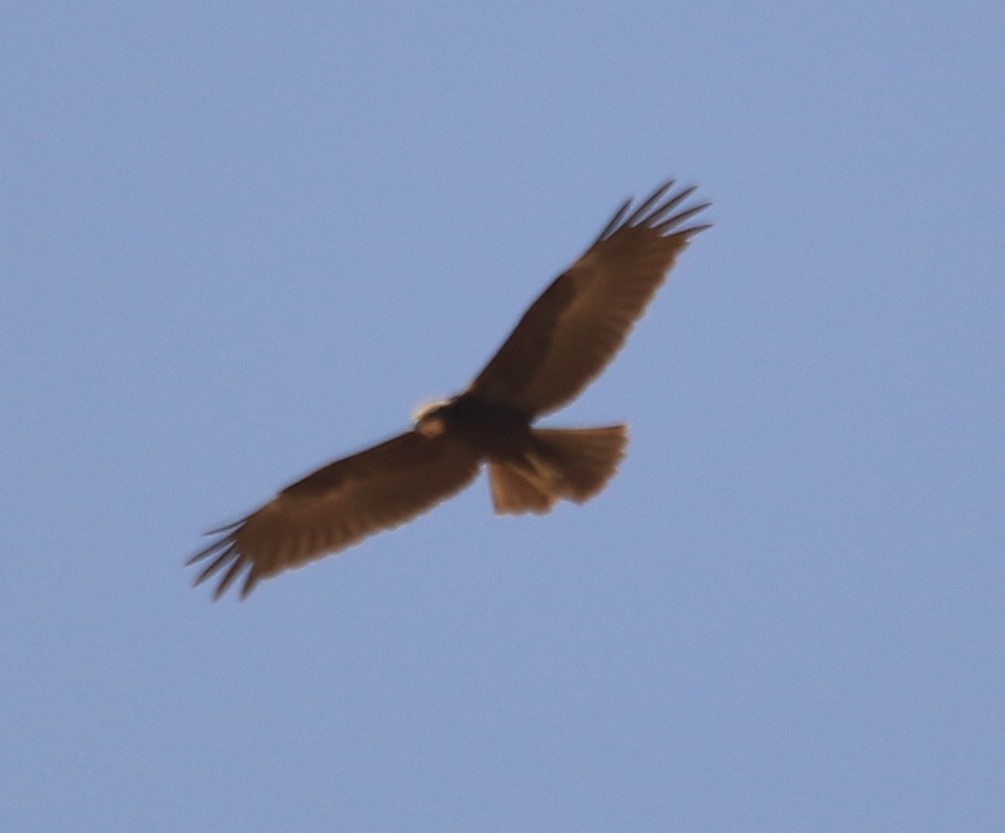 Zingira-mirotz eurasiarra - ML644280856