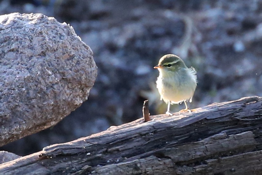 Ipar-txioa - ML644280857