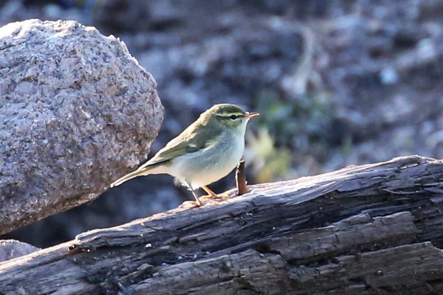 Ipar-txioa - ML644280858