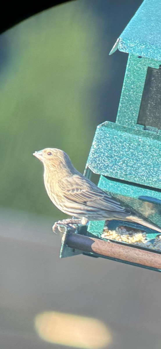 Burugorri arrunta - ML644280859