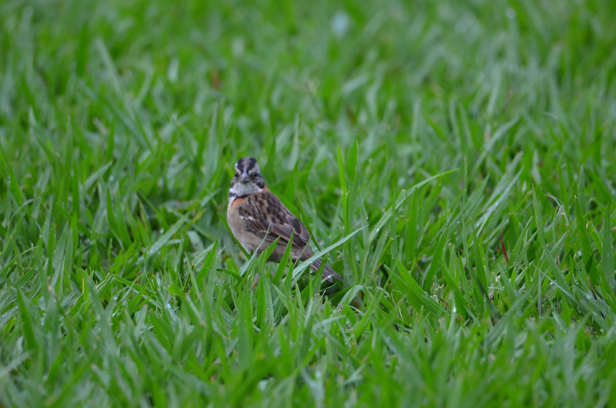 Rufous-collared Sparrow - ML644280861