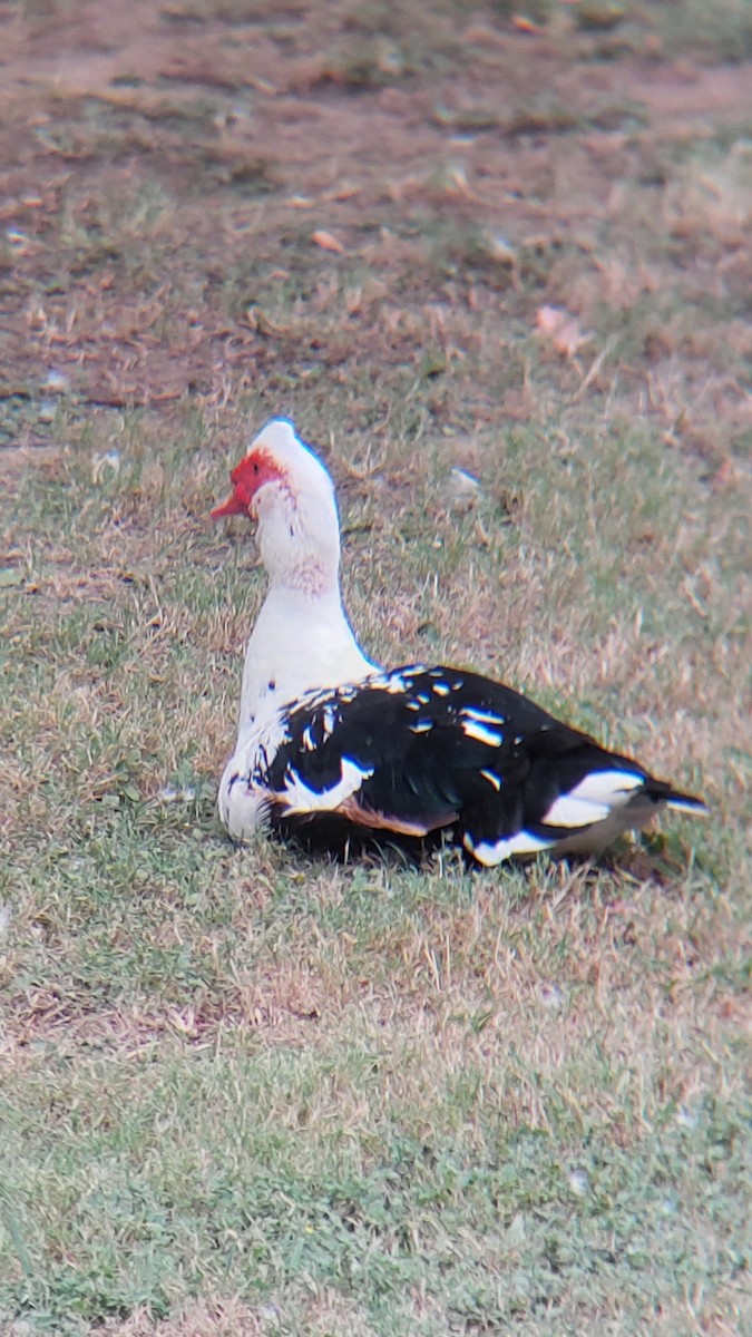 Ahate musketaduna (etxekoa) - ML644280862