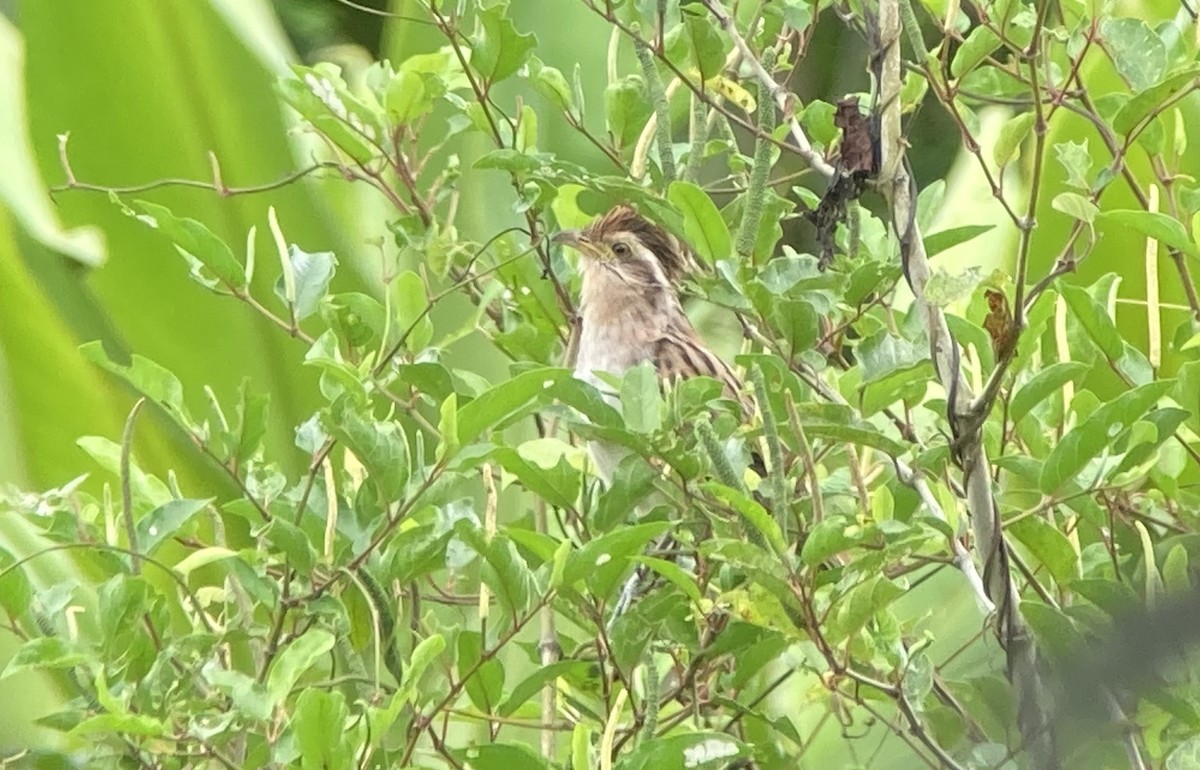 Striped Cuckoo - ML644280863