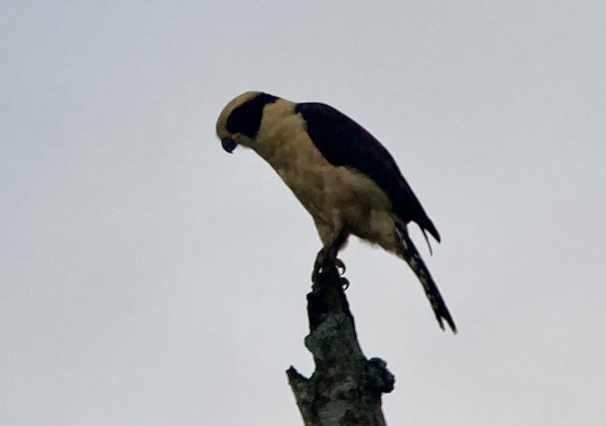 Laughing Falcon - ML644280868