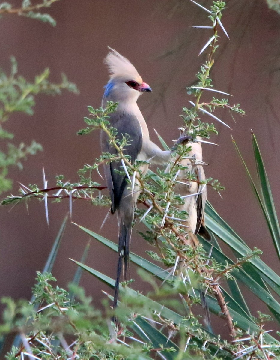 Blue-naped Mousebird - ML644280869
