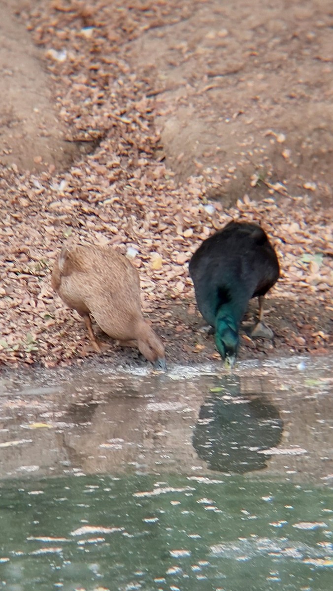 Basahatea - ML644280870