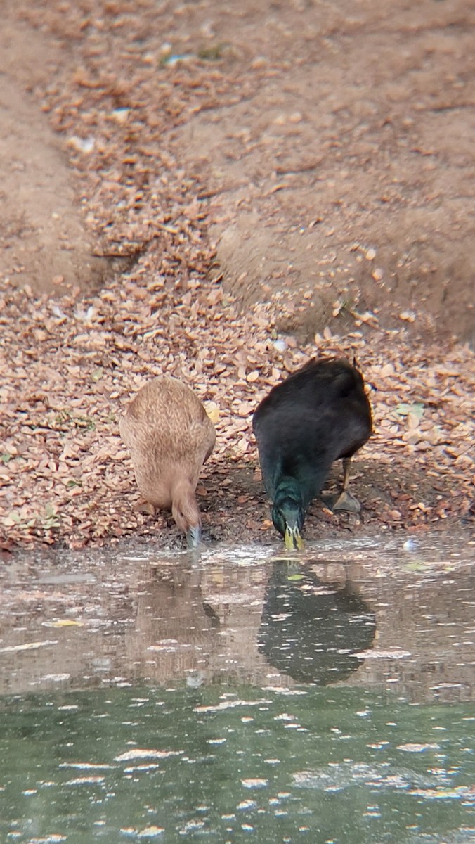 Basahatea - ML644280871