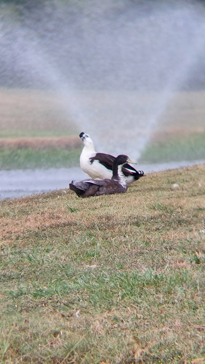 Basahatea - ML644280872