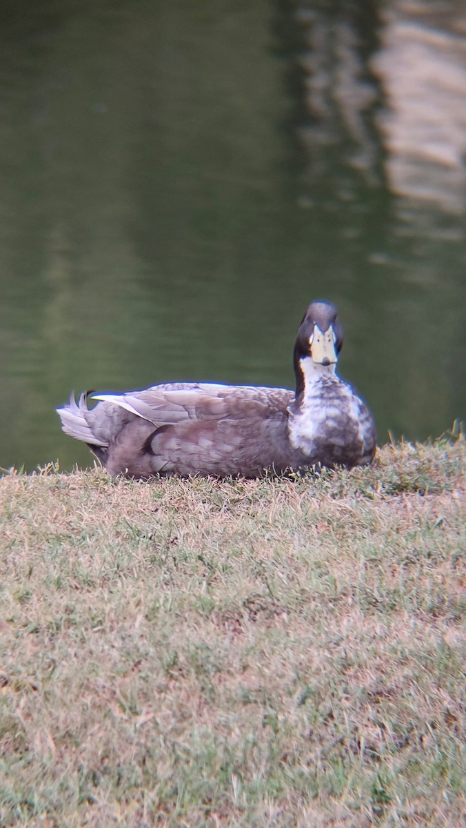 Basahatea - ML644280873