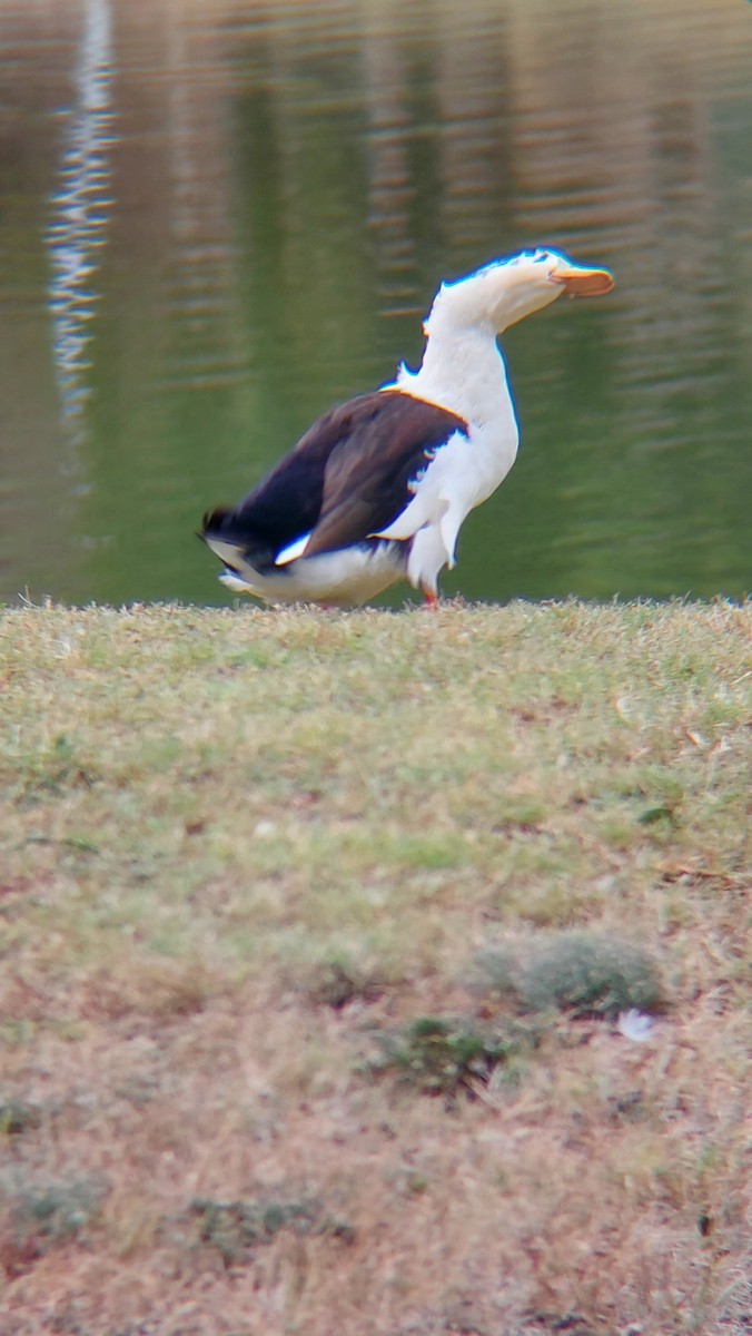 Basahatea - ML644280874