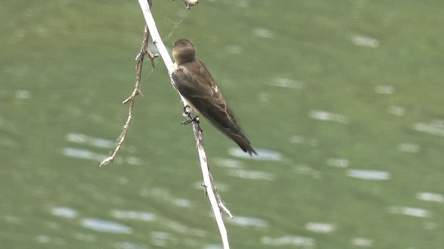 Southern Rough-winged Swallow - ML644280876
