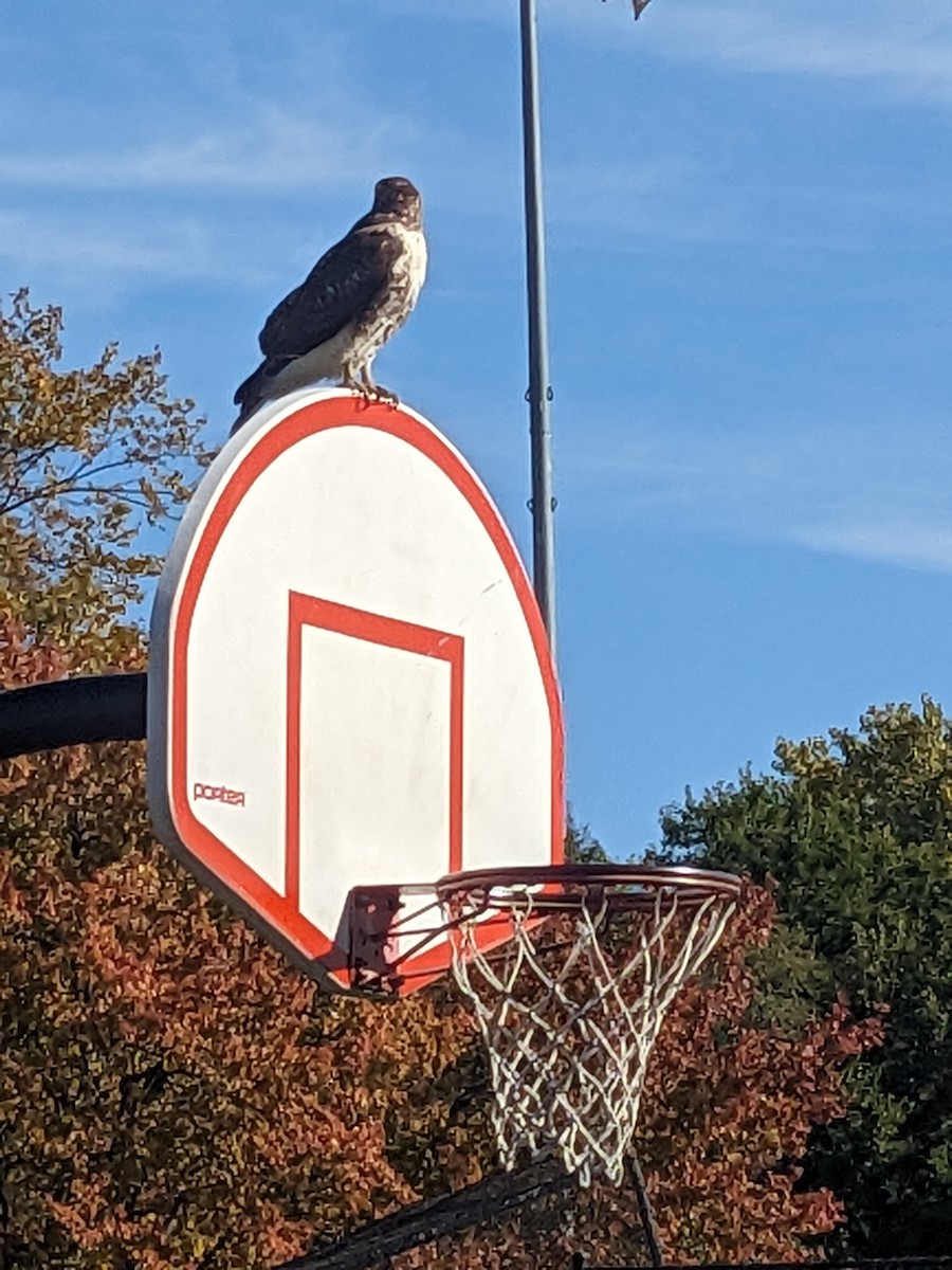 Zapelatz buztangorria - ML644280877