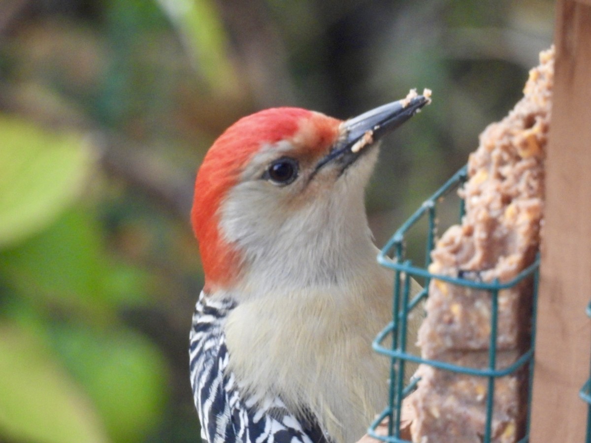 Red-bellied Woodpecker - ML644280880