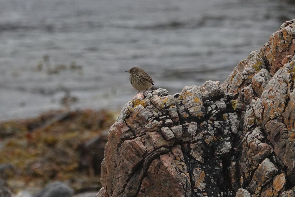Rock Pipit - ML644280882