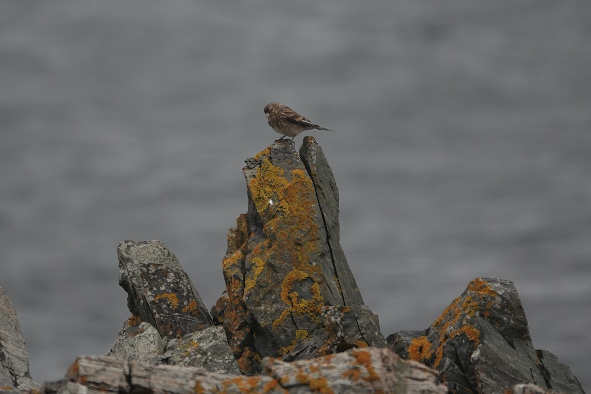 Бор цэгцүүхэй - ML644280886