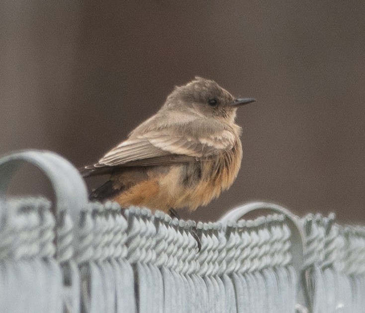 brunfibi - ML644280888