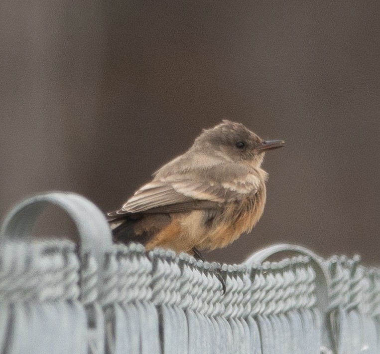 brunfibi - ML644280889