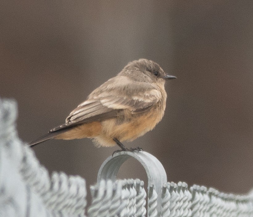 brunfibi - ML644280890