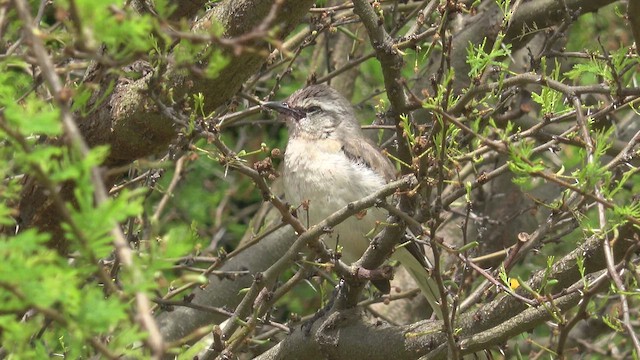White-banded Mockingbird - ML644280892
