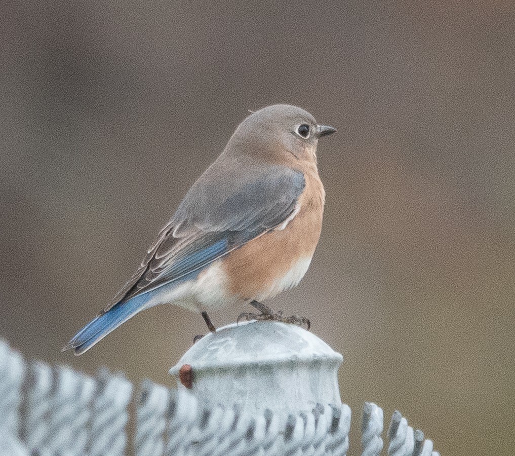Eastern Bluebird - ML644280899