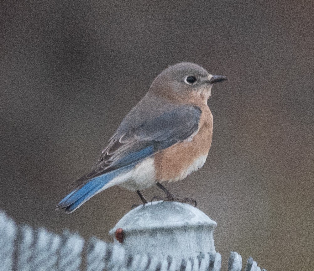Eastern Bluebird - ML644280900