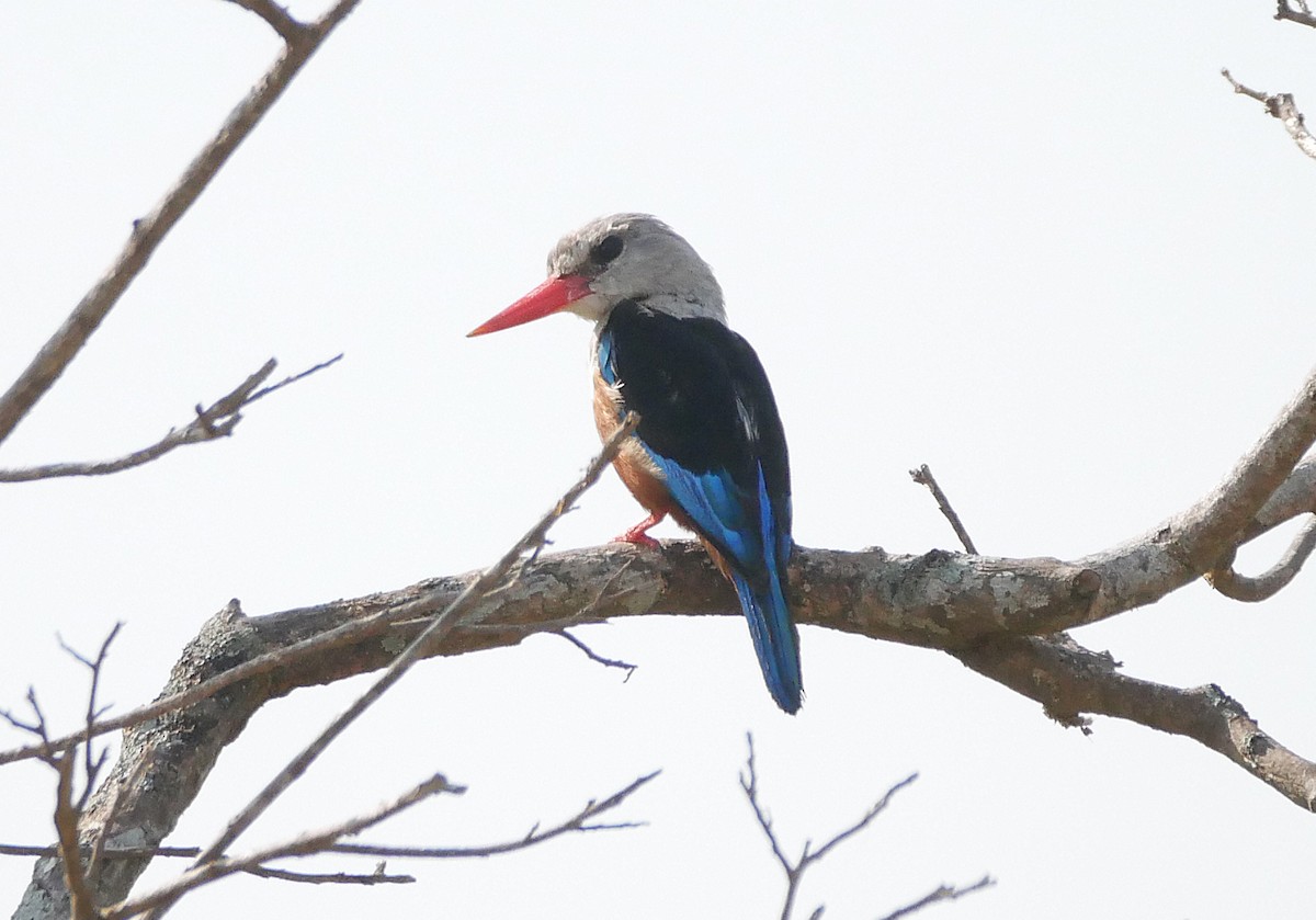 Alción Cabeciblanco - ML644280907