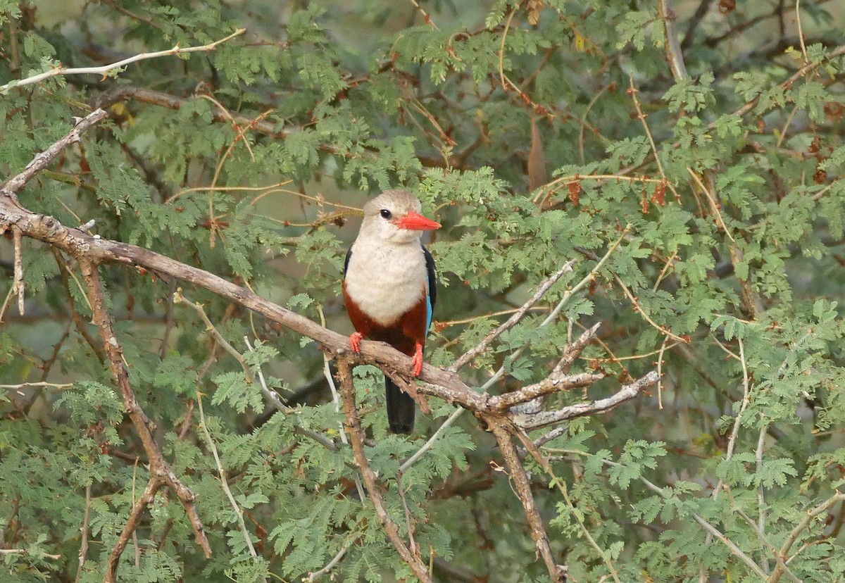 Alción Cabeciblanco - ML644280908
