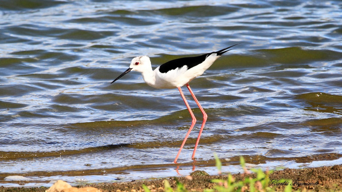 Zankaluze eurasiarra - ML644280912