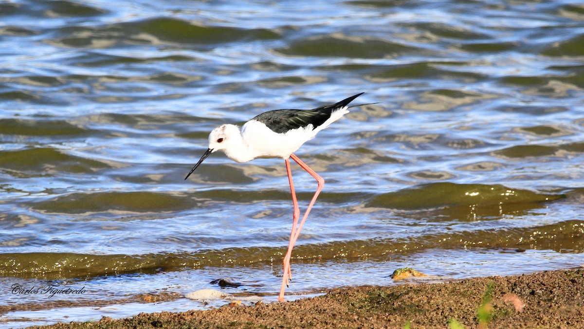 Zankaluze eurasiarra - ML644280914