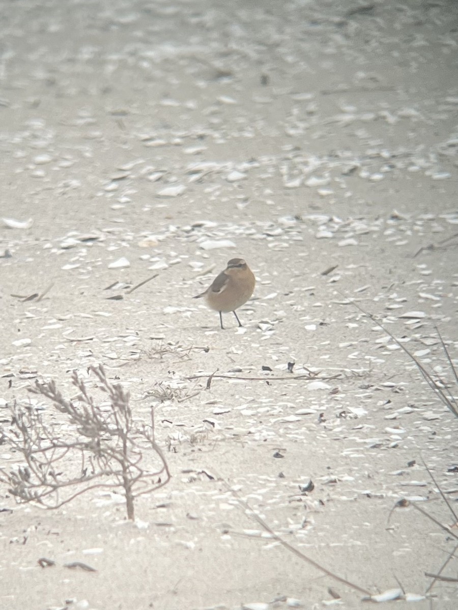 Northern Wheatear - ML644280915
