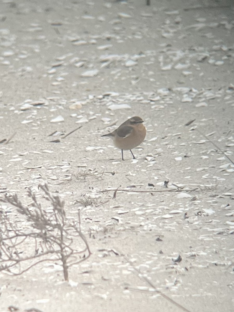 Northern Wheatear - ML644280916