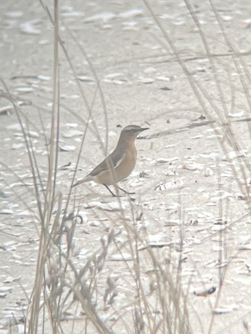 Northern Wheatear - ML644280917