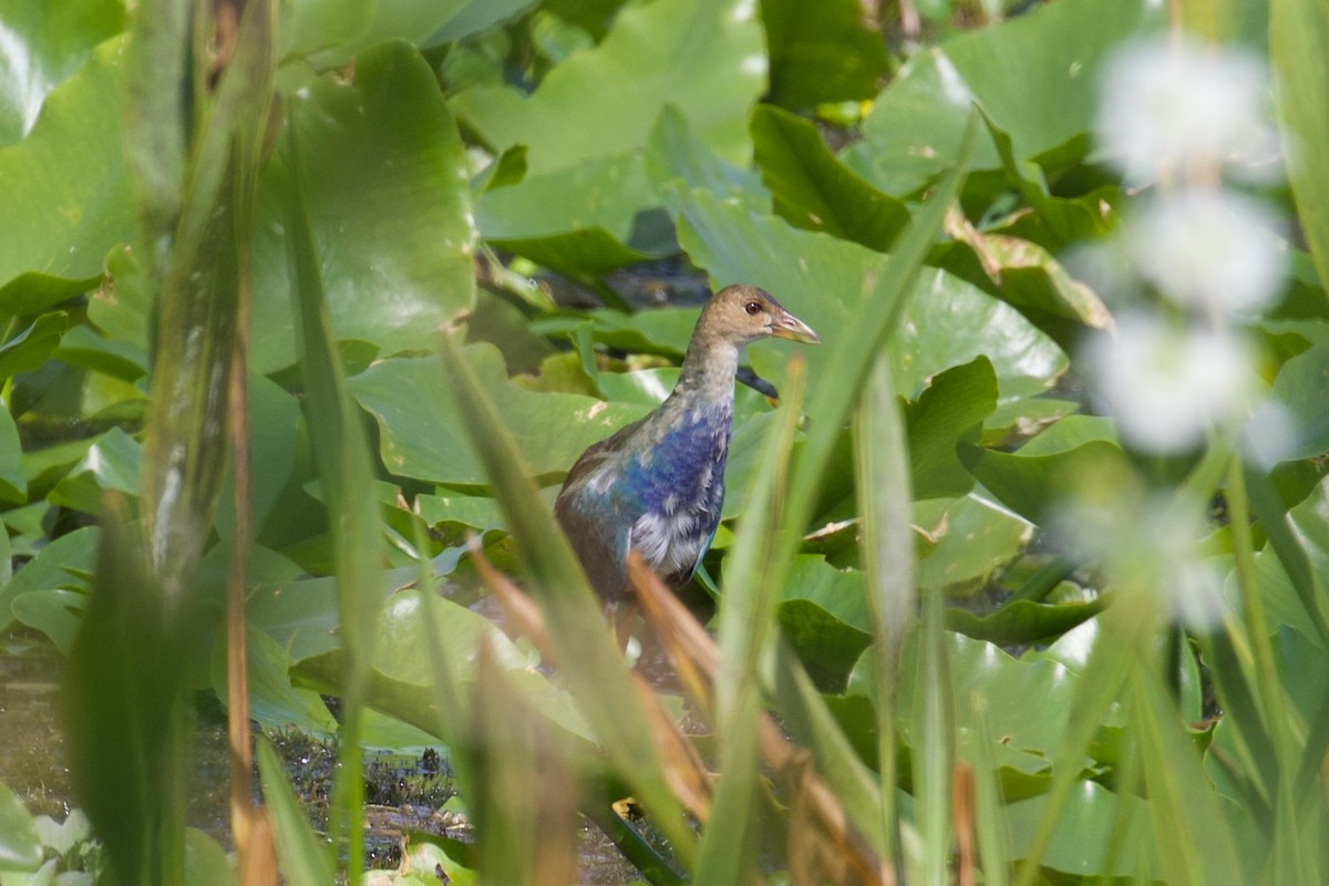 Малая султанка - ML644280918
